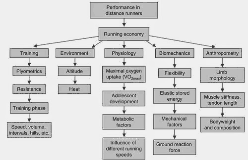 De la verticalité à l’horizontalité : mieux comprendre l’oscillation verticale en course d’endurance