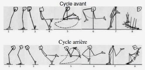 cycle avant cycle arriere 3