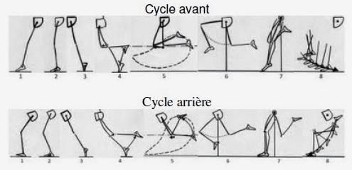 Foulée médio-pied, foulée talon : cycle avant ou cycle arrière ?