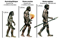 evolution-de-l-homme