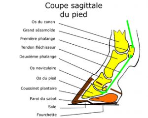 330px-pied_sagittale