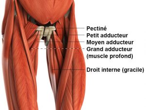 adducteurs_anatomie